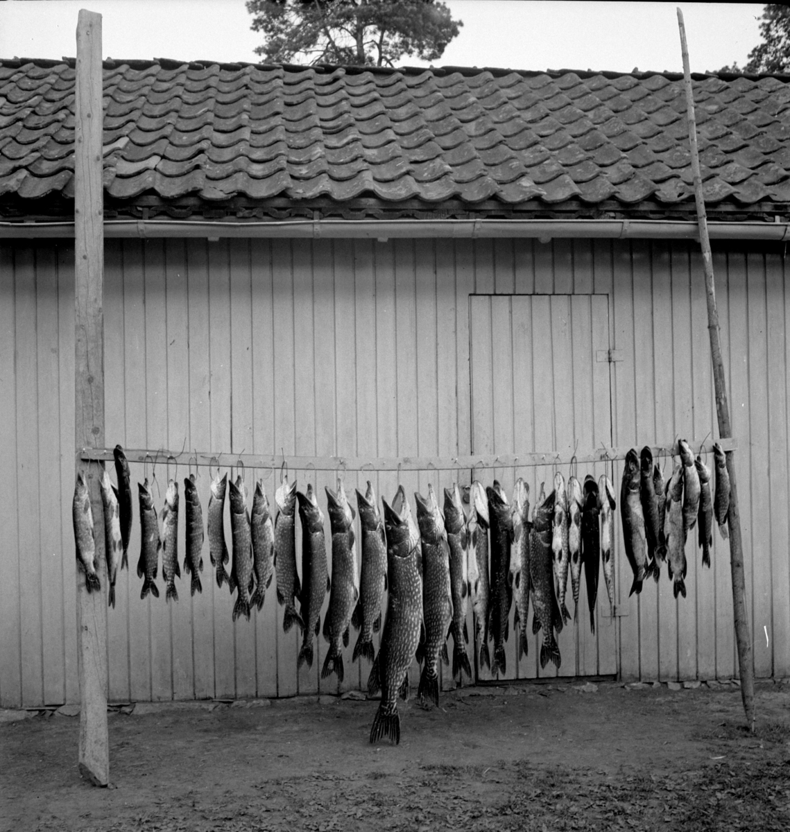 Hamar, mjøsfisker Bjarne Ilseth og Otto Hansen med stor gjeddefangst, 31 gjedder, Gjeddene ble tatt i løpet av ei natt med fiskegarn og skyting med børse i Åkersvika,