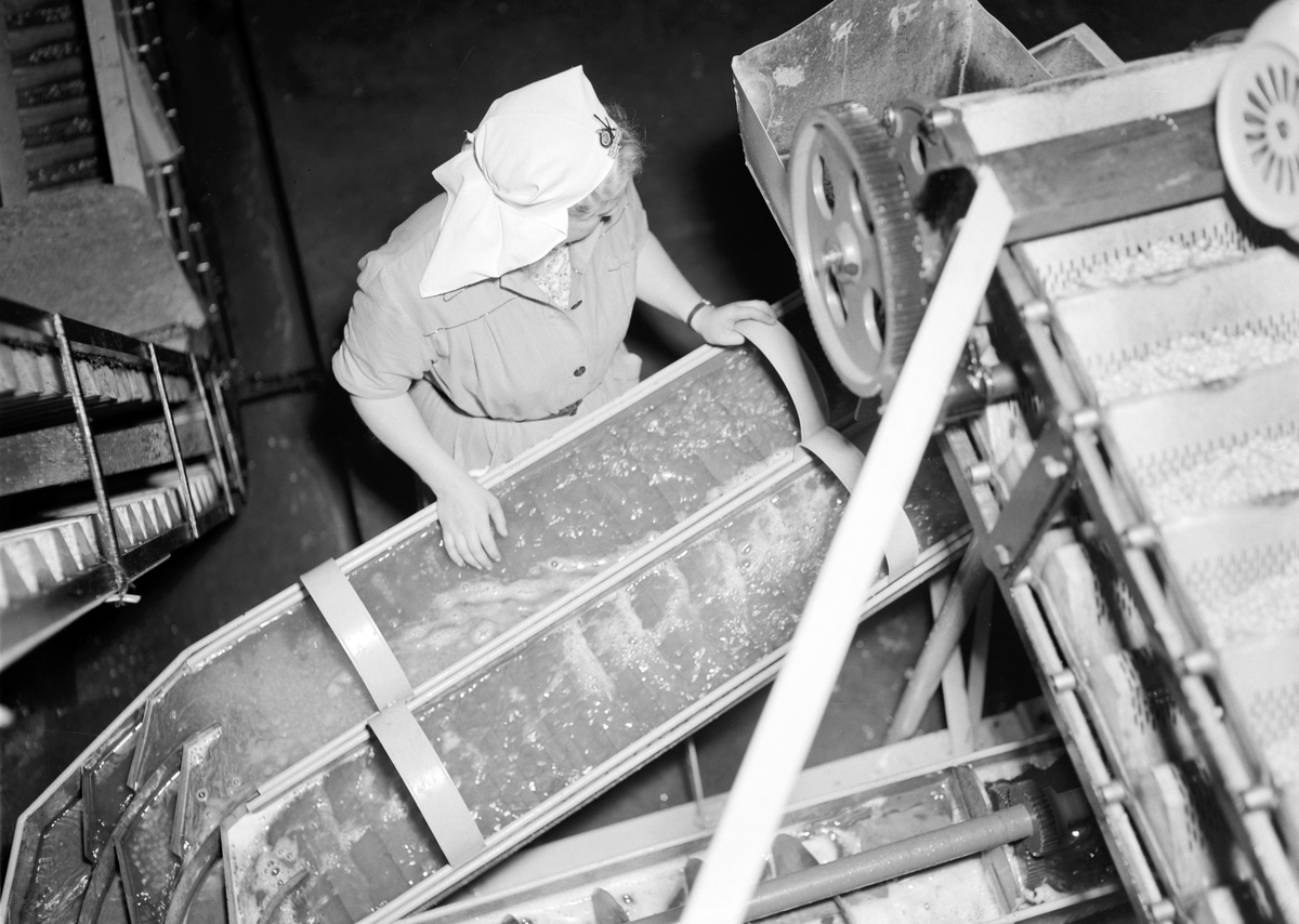 Oplandske Konservesfabrikk i Brumunddal, sortering og rensking av bær. ukjent kvinne, kvinnearbeidsplass. Normann 27. 07. 1949. 