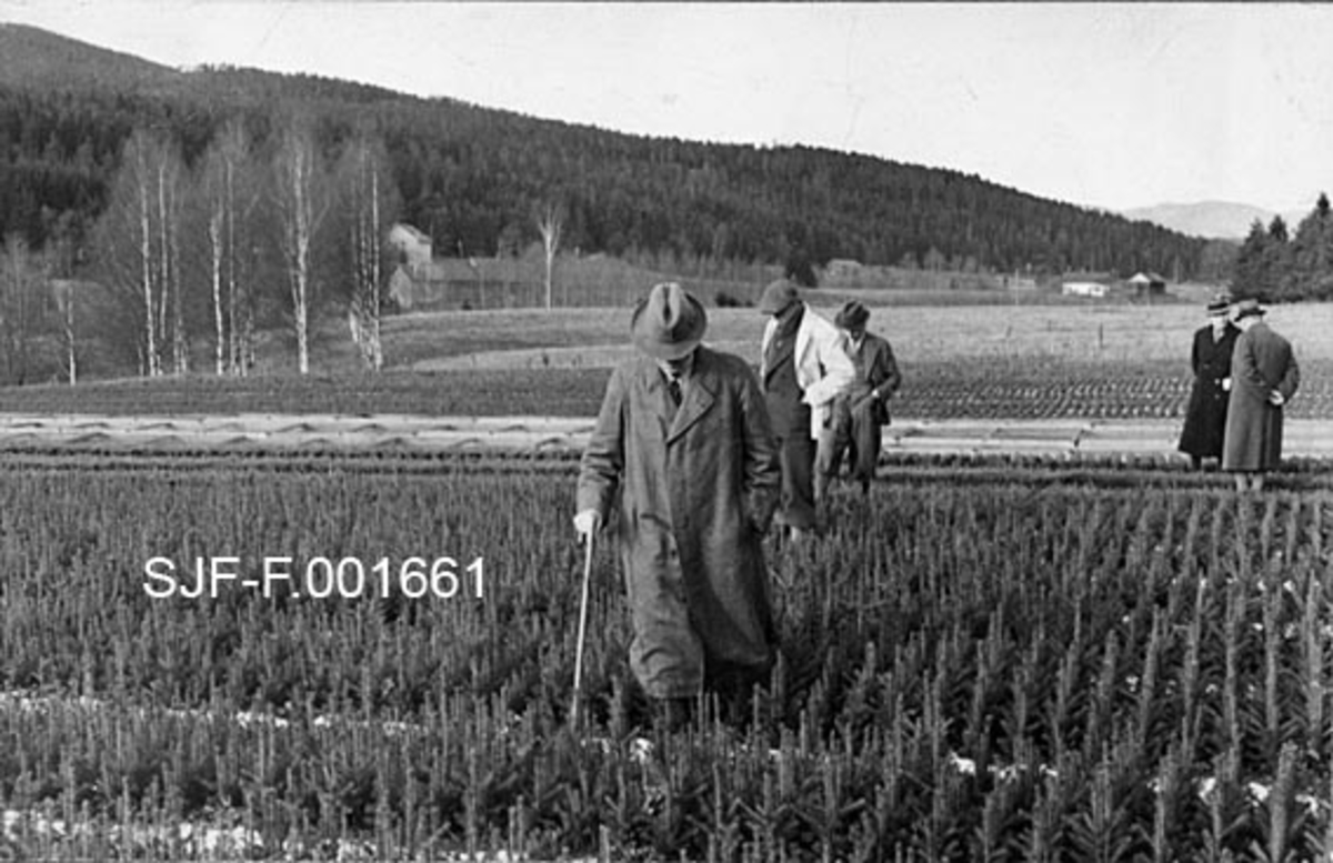 Fotografi fra planteskolen ved Fossum Bruk.  Navnet Fossum forekommer mange steder, men i dette tilfellet er det grunn til å tro at det dreier seg om familien Løvenskiolds eiendom cirka fem kilometer nord for Skien.  Denne familien drev skogbasert industri med et betydelig råstoffgrunnlag i egne skoger.  Flere slike virksomheter hadde egne planteskoler.  Dette fotografiet viser fem velkledde menn på befaring i planteskolen.  To av dem, kledd i frakker og med hatter på hodet, står i samtale til høyre mens de tre andre vandrer mellom plantesenger hvor det står store og friske granplanter på regelmessige rekker.  I utkanten av det dyrkete arealet ses et par bygninger med en barskogkledd ås bakenfor. 

Fotografiet er hentet fra et kartotek som ble samlet av Waldemar Opsahl, som var statskonsulent for skogkultursektoren fra 1936 til sin død i 1954.  Arkivet ble overlatt til Norsk Skogbruksmuseum i Tore Fossums bestyrertid.  Opsahl har antakelig tatt de fleste av bildene i arkivet.  Materialet består av pappkort med opplimte kopier av svart-hvitt-fotografier.  Kortet med dette fotografiet på er merket "A. K. 25" og "(406)".  Under bildet er det påklistret en liten gul papirstrimmel med påskriften:

"Fossum Bruk.  Planteskolen.  W. O., fot. 1937. "
