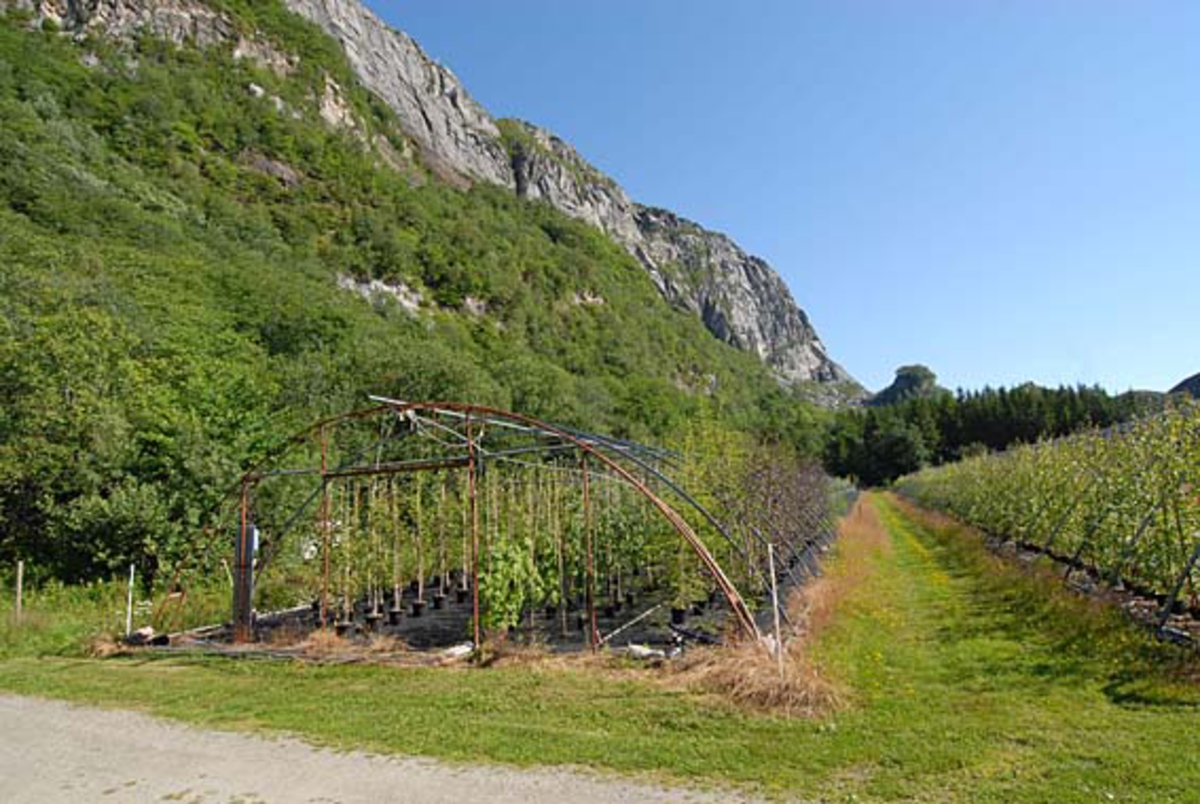 Miljø- og leplanter i Alstahaug planteskole på Helgeland sommeren 2008.  I en situasjon med synkende etterspørsel og betydelig overkapasitet bestemte planteskolebestyrer Tore Frisli Hov seg for å satse på litt mer enn vanlige skogplanter.  Derfor ble det en viss produksjon av prydtrær.  Disse trærne leveres i lengder fra en halv opptil to meter.  Planteskolen ønsker nok helst å selge store partier til anleggsgartnere, Vegvesenet og andre storforbrukere, men en har også kunder som kommer og kjøper enkelttrær.  Produksjonen foregår, som vi ser, der hvor planteskolens gamle plastveksthus sto.  Plasten er borte, men bygningsskjellettet brukes til oppbinding av plantene. 