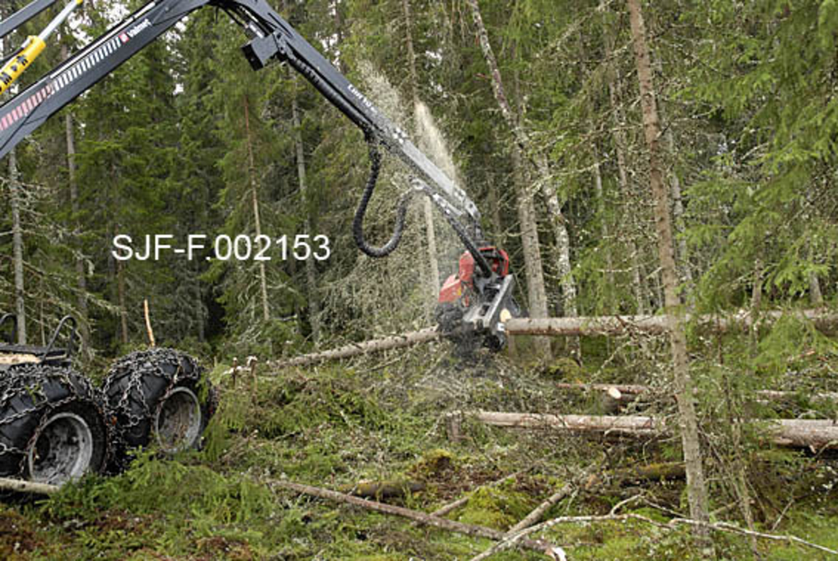 Ettgreps hogstmaskin i arbeid i Ulvåsen i østre Elverum, 5. august 2009.  Fotografiet viser den rammestyrte Valmet-maskinens hydrauliske arm med et felle-, kviste- og kappeaggregat i ytterenden.  Da bildet ble tatt lot maskinføreren aggregatet holde et grantre i horisontal stilling cirka en meter over bakken, mens den nykvistete rotstokken ble kappet ved hjelp av et sagsverd med ekstremt hurtigroterende kjede.  Vi ser hvordan sagflisa spruter opp over aggregatet.  Til venstre for aggregatet ser vi den øvre delen av treet, som snart også skal kvistes og kappes.  I bakgrunnen står en granskog med litt varierende dimensjoner nokså tett. 