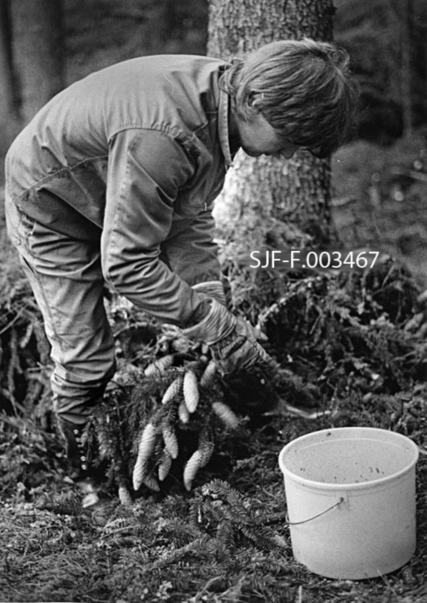 Knut Langdalen plukker kongler fra toppen av et felt grantre.  Fotografiet ble tatt i Rokoberget i Løten i slutten av oktober i 1983.  Langdalen sto med bøyd overkropp over en kappet tretopp med tett konglesetting.  Han var arbeidskledd, med gummistøvler på beina, jakke og bukse av bomull som ytterplagg og arbeidshansker på hendene.  Han sto bøyd over ei grein og plukket konglene over ei lys plastbøtte med cirka 10 liters volum.  Bøtta skulle seinere tømmes over i en sekk, for leveranse til Skogfrøverket på Hamar.  Høsten 1983 skal kongleprisen ha vært 4 kroner per kilo. 