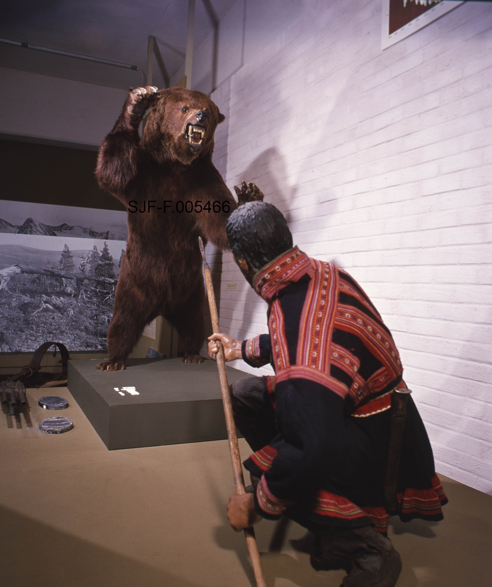 Jaktscene i Norsk Skogbruksmuseums jaktutstilling, som ble åpnet i 1972.  Fotografiet viser utstillingen slik den så ut i 1983.  Hovedmotivet her er en montasje som viser bjørnejakt med spyd.  Jegeren er en mannsfigur som sitter på huk med et spyd i hendene.  Han har støtt den bakre enden av spydskaftet mot underlaget og holder jernspissen skrått oppover.  Foran ham står en brunbjørn på bakbeina med framlabbene hevet til slag og glefsende kjeft.  Det man forsøker å illustrere er en jaktmetode der jegeren forutsatte at bjørnen ville angripe ved å kaste seg mot ham, og dermed få spydspissen i brystet.  I og med at bakenden av spydskaftet støtte mot bakken, trengte ikke jegeren være spesielt sterk, men rask og smidig, slik at han til enhver tid holdt spydspissen i den retningen bjørnen angrep fra.  Mannen er i dette tilfellet kledd i samisk kufte i blått ullstoff, pyntet med rød- og gulfargete bånd.  På beina hadde han skinnbukser.  Det samiske antrekket antyder at dette er en jaktform som er dokumentert i samiske miljøer.  Mens bjørnen og mannsfiguren med samedrakt framstår som naturalistiske, er omgivelsene ellers er ikke formet med ambisjoner om å framstå som natur.  Jegeren befinner seg på et podium lagd av sponplater, bjørnen står på et noe mindre podium oppå dette igjen.  Foran bjørnen ligger et par sporavtrykk i gips, og foran jegeren finner vi et sjølskudd med tre munnladerløp.


Jens Rathke (1769-1885), som seinere ble den første professoren i zoologi ved det vi i dag kjenner som Universitetet i Oslo, var i årene 1800-1802 periodevis på studiereiser i Nord-Norge. Fra Malangen i Troms har han notert følgende:

«Bjørnen gjør undertiden Skade paa Qvæget i disse Egne. Den angribes deels med Skydegevær, men oftest med et Slags Landse, hvis Skaft er af Birk, 3 Alen langt, med fodlang firesidet Jernspidse foran; man sætter sig almindelig paa det ene Knæ med Landsen støttet mod Jorden, saaledes at Bjørnen, idet han angriber, jager sig Landsen i Brystet. Man havde og anlagt en Bjørnebaas eller et Slags Fælde med Agn og Stok i Enden af en Dal, der overalt var bevoxet med Tortn (Sonchus alp.), Bjørnens kjære Føde. Ved disse Midler var det nogenledes lykkes denne Familie i saa ensom Egn at forebygge Skade af dette Rovdyr.»