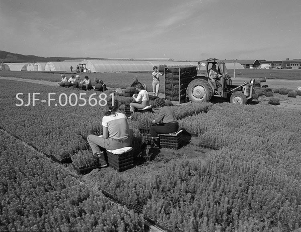 Utendørs plantesortering i pottebrett ved skogplanteskolen på Sønsterud i Åsnes (Hedmark) våren 1988.  Vi ser ei gruppe kvinner i arbeid ved et frilandsfelt der pottebrettene med gran har stått og vokst etter en innledende halv sommersesong med spiring i veksthus, som vi skimter i bakgrunnen her.  Noen av kvinnene sitter på stabler av tomme brett i «åpne» partier inne på dyrkingsfeltet, men de fleste har funnet seg plasser langs en kjøreveg som går mellom to slike felt.  På denne vegen ser vi også en traktor med en reol for ferdigsorterte pottebrett på en bakmontert svans.  Ved hjelp av traktoren ble reolene kjørt til planteskolen, hvor plantene ble behandlet med plantevernmiddel og satt på lastebil for transport til kunder, eventuelt kjørt på kjølelager eller til sorteringslinja.  I siste tilfelle ble rotklumpene pakket i tynn plastfolie før plantene ble lagt, roto mot rot, trerammer som skulle romme 500 planter.  Svanhild Skybakmoen sitter nærmest fotografen.  Bak og litt til høyre for henne ser vi Alvilde Bråthen.  Langs vegen i bakgrunnen sitter Randi Kjellås, Kari Skybakmoen, Ragnhild Edvardsen, Else Gjøli, Margot Ottesen, Karen Syversen og Kari Bjørneseth.  Reidar Sjøli kjører traktoren. 