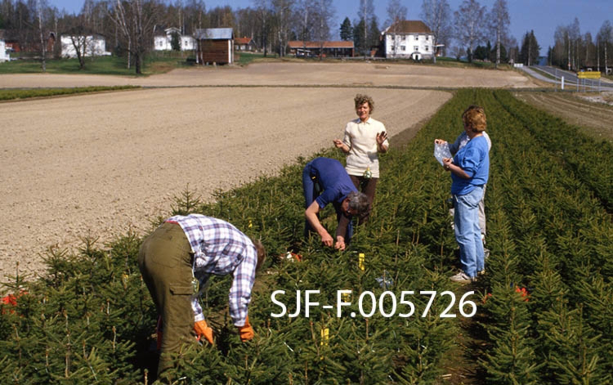 Podingsarbeid ved Sønsterud planteskole i Åsnes i Hedmark våren 1988.  Podinga var et ledd i opparbeidinga av Sanderud frøplantasje i Stange.  Her podes skudd fra elitetrær, som mannskap fra Det norske skogforsøksvesen hadde samlet inn podekvist fra den øvre delen av elitetrær fra relevante høydelag.  Disse kvistene ble påsatt som toppskudd på fireårige grunnstammer av fireårige barrotplanter.  I forgrunnen ser vi fem av dem som var med i dette arbeidet: Anne Herud som var praktisk prosjektleder, Tom Arne Engli fra Skogfrøverket, Marie Fredriksen, Jorun Svendsberget og Liv Bonsak (delvis skjult), de tre siste fra Sønsterud planteskole.  Anne Herud i forgrunnen påfører podevoks på nypodete planter, Jorun Svendsberget holder en plastpose med podekvist.  I bakgrunnen ser vi gardstunet på eiendommen staten overtok som skogplanteskole i 1938.  Podingene ble merket nøye, sortert og plantet i et nøye kartlagt mønster på Sanderud, slik at man seinere skulle kunne kjenne opphavet til de frøproduserende klonene. 