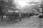 Hästbivack vid Tärnet, Hanken, Karlsborg under sommarmarschen 1929. Hästarna bundna vid krubblinan med hästposterna framför.