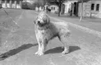 Ryttmästare Peter von Essen hund. En Old english sheepdog. Fotograferad framför 2.skvadrons stall: Den skvadron för vilken Peter von Essen var chef.