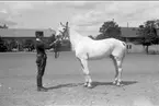 Livhusar framför skvadronsstallarna med tjänstehästen Marschall-Mackensen, född 1922 Marmeluck-Manter, skimmel som importerats från Trakenen, distriktet Marieburg.