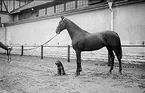 Ryttmästare Sven von Essens tjänstehäst och hund.