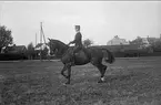 Ryttmästare Rolf Örn på en av sina många förnämliga tävlingshästar. Denna är Kornett (1918-1938) som deltog i olympiaderna i Amsterdam 1928, Los Angeles 1932 och Berlin 1936.