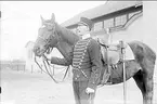 Livhusar i uniform m/1895 (m/ä) med tilldelad stamhäst vid skvadronstallets långsida