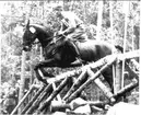 Ryttarolympiaden i Stockholm 1956. Sergeant Petrus Kastenman på Iluster under fälttävlans terrängprov ute på Järvafältet, norr om Stockholm. Kastenman segrade i Stockholmsolympiadens fälttävlan.