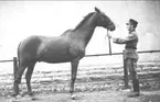 Stamhäst vid K 3, Vall fux, född 1913 död 1938 efter Algy Tia-Glorins Gold**. Utmärkt stamhäst och befälshäst. Framgångsrikt deltagit i tävlingar.