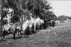 K 3 sommarmarsch till Sanna hed 1947. Standarvakten på enbart vita hästar.