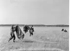 Fallskärmsjägarskolan Karlsborg i slutet av 1950-tal.Landning.