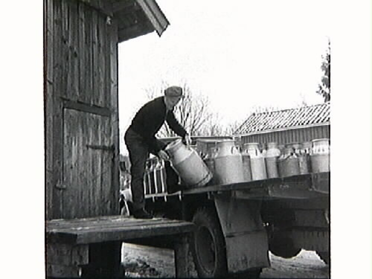 "Mjölka-Elof" hämtar mjölk på mjölkbordet.