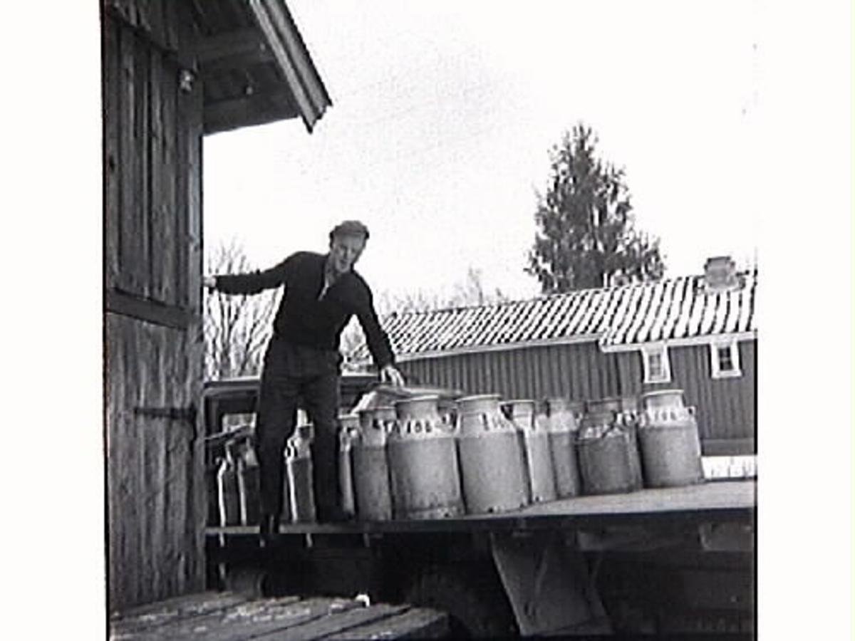 "Mjölka-Elof" hämtar mjölk på mjölkbordet.