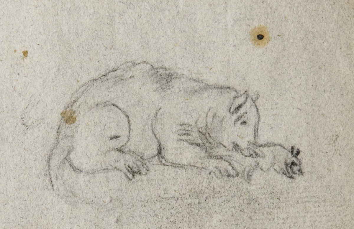 Bok