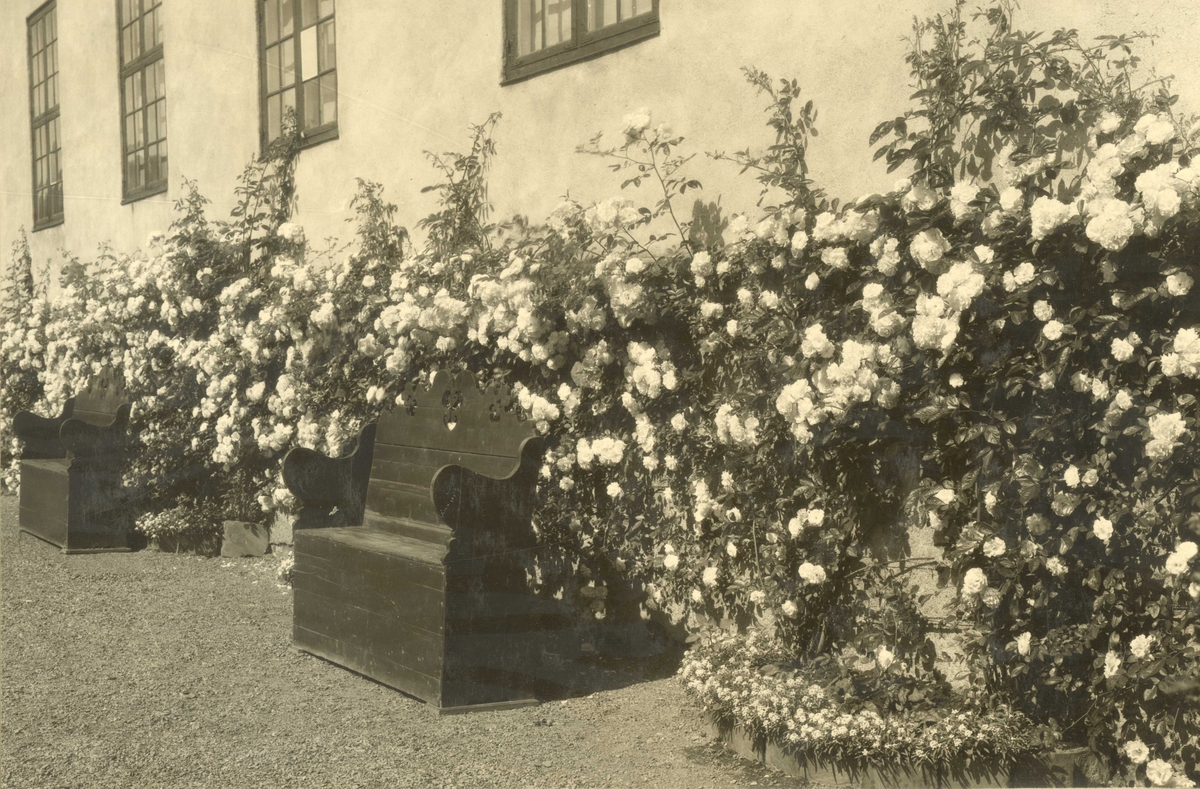 Rosenbusker og benker utenfor bybygningen. Norsk Folkemuseum, Oslo 1931.