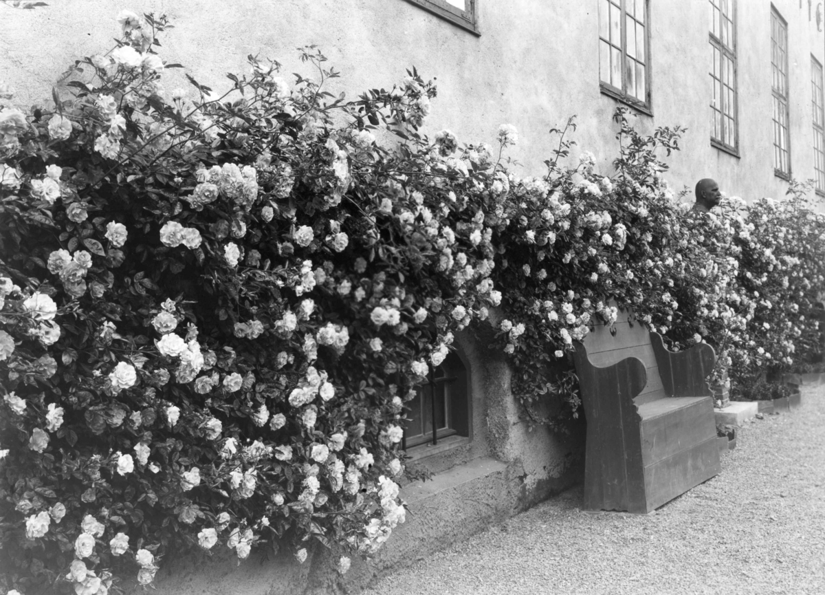 Utenfor Bybygningen, bygning nr. 311,
Norsk Folkemuseum.
Rosebuskene med benk foran.