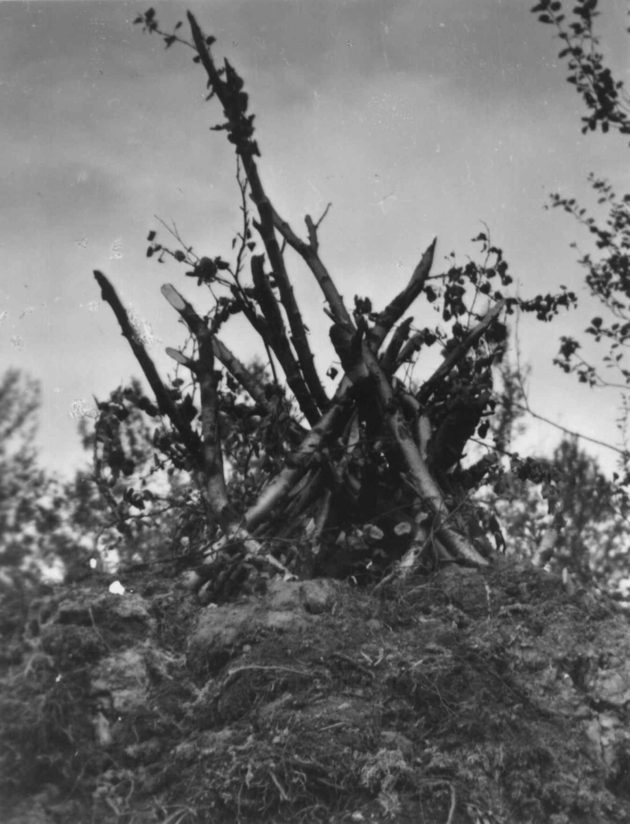 Røkåpningen på en fiskegamme. Avjasjavrre juli 1952.