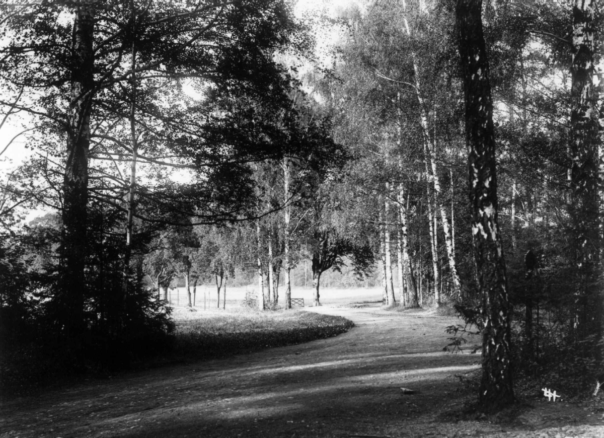 Bygdøy, Oslo. Ant. 1908-10. Skogsparti med vei.