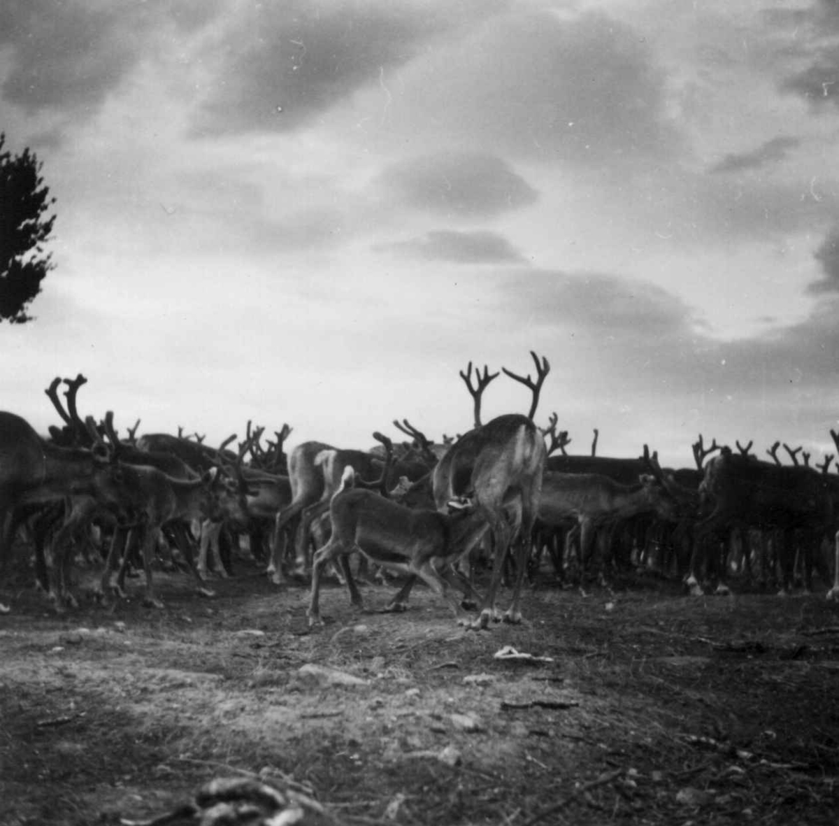 Inngjerdet reinflokk. Kvænangsfjell 1954.