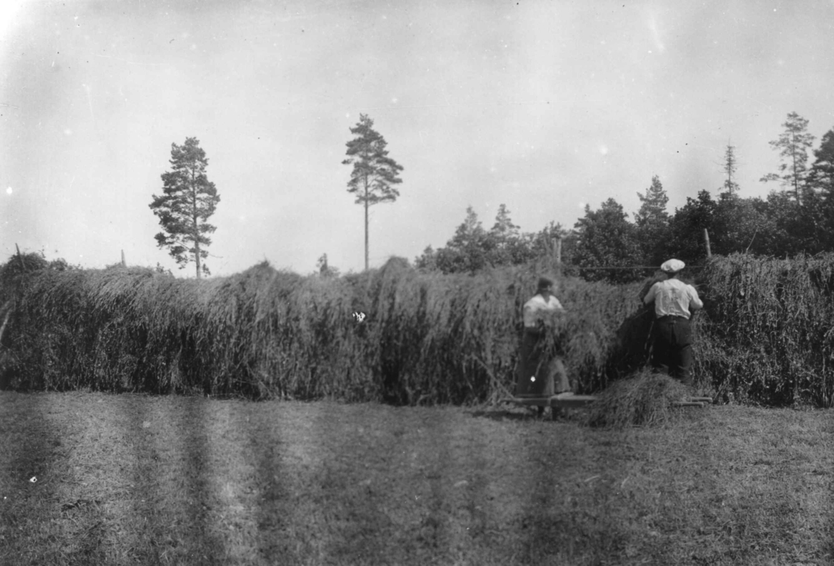 Kjos gård, Oddernes, Kristiansand, Vest-Agder, juli 1915. Høyhesjing på  Tykkelistykket. Gårdens eier, Per Isaachsen Willoch og hans datter Dagny Isaachsen Willoch i arbeid.