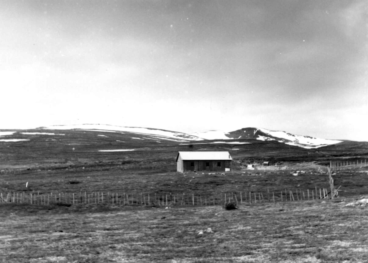 Reinslaktehuset. Saltfjellet 1964.