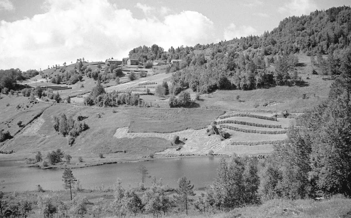 Bilder fra Auro med Lønahøgdi i bakgrunnen. Voss i Hordaland.