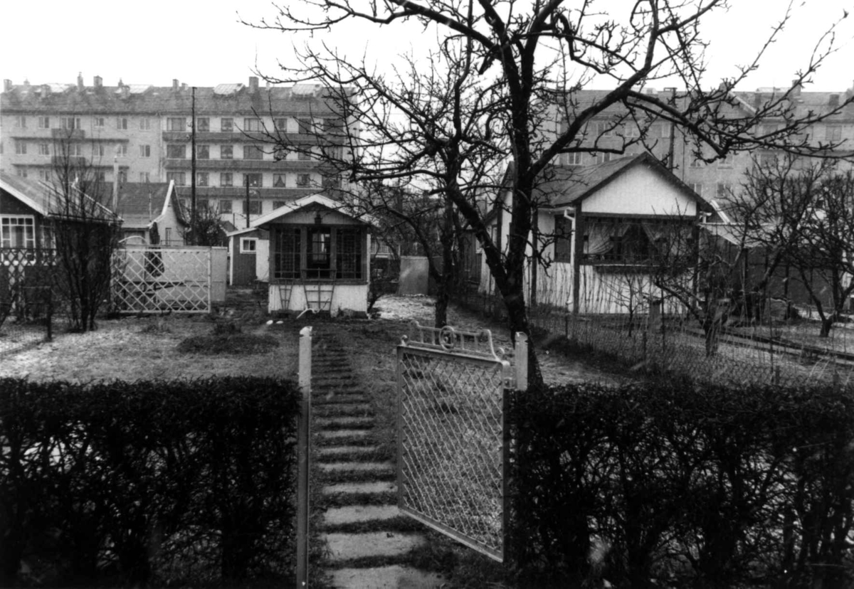 Etterstad Kolonihage, Oslo 1981. Kolonihagehus bak hekk med port.