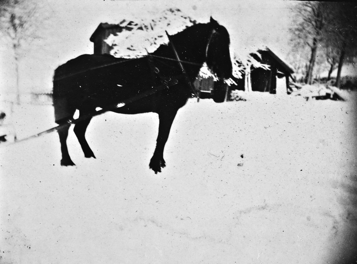 Påselet hest med slede i vinterlandskap, Lunden gård, Hegglandsgrend, Fyresdal, Telemark,
