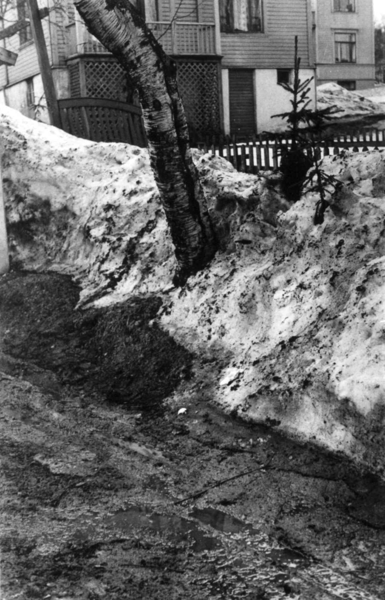 En vei med et tre foran en bolig. Snøsmelting. Alta eller Tromsø 1940-årene.