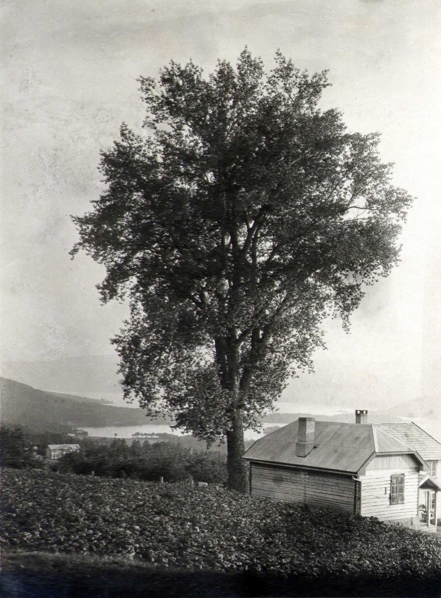 Almetre ved bolig, Nordbygd, Nissedal, Telemark.