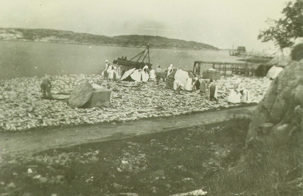 Gruppe klippfiskarbeidere, Dale, Kristiansund, Møre og Romsdal, antakelig 1920-årene. Kaiområde med klippfisk, kvinner, menn og redskaper.