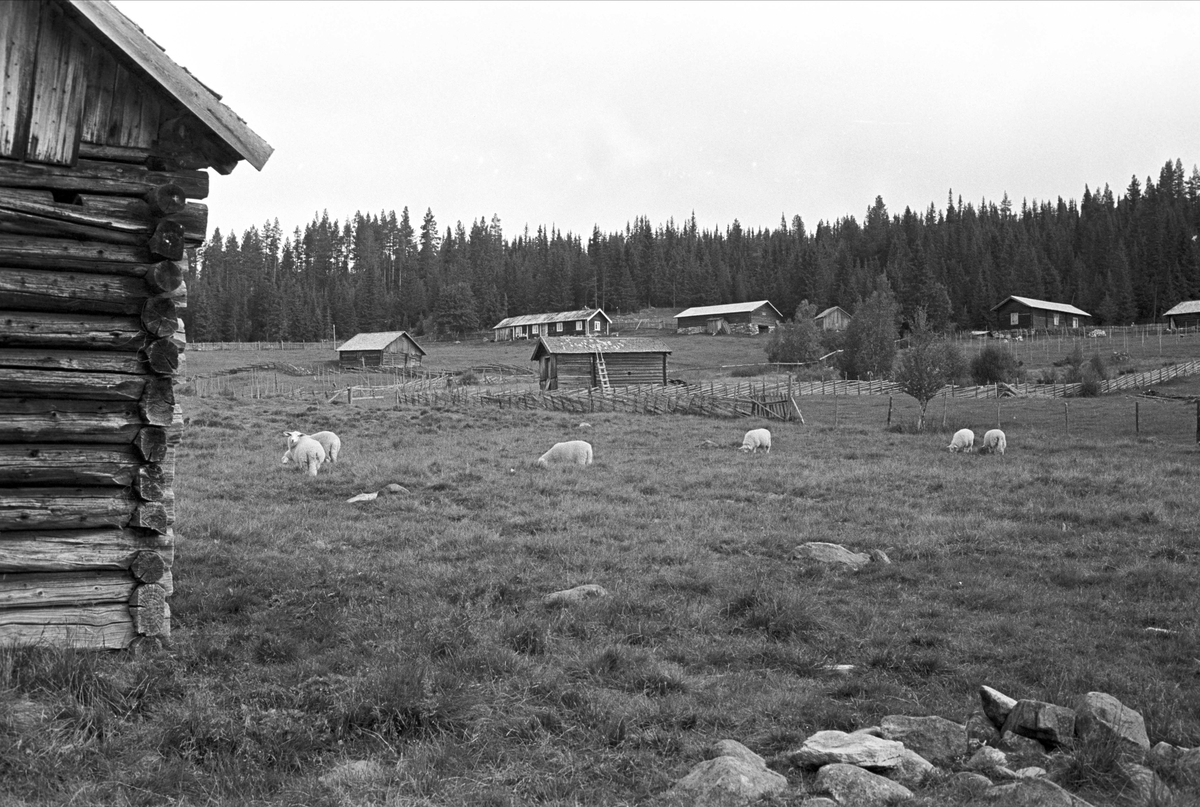 Serie. Engerdal sentrum med omegn og Engerdalfestivalen 1967. Engerdal, Hedmark.