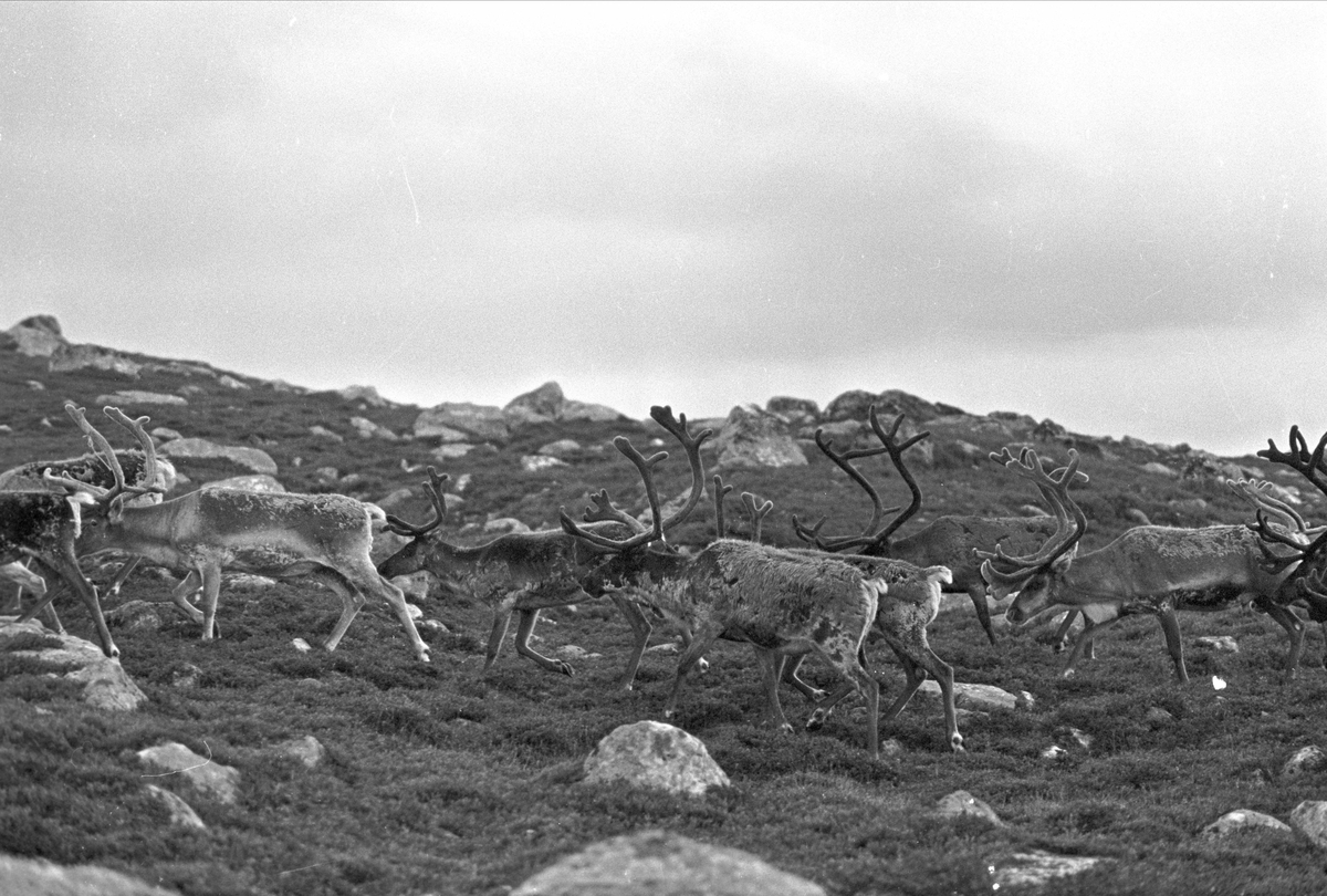 Serie. Tempelseter, Eggedal, Sigdal, Buskerud. Frilufts- og hytteliv samt bygging av Tempelseter høyfjellshotell. Fotografert 1963.