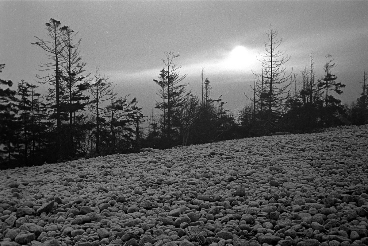 Serie. Hus og strender på Jomfruland, Kragerø, Telemark. Fotografert des. 1963.