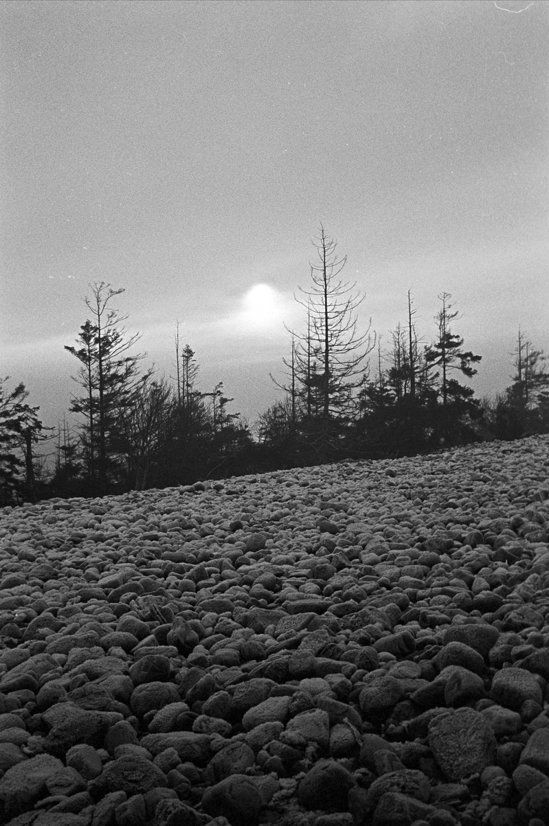 Serie. Hus og strender på Jomfruland, Kragerø, Telemark. Fotografert des. 1963.