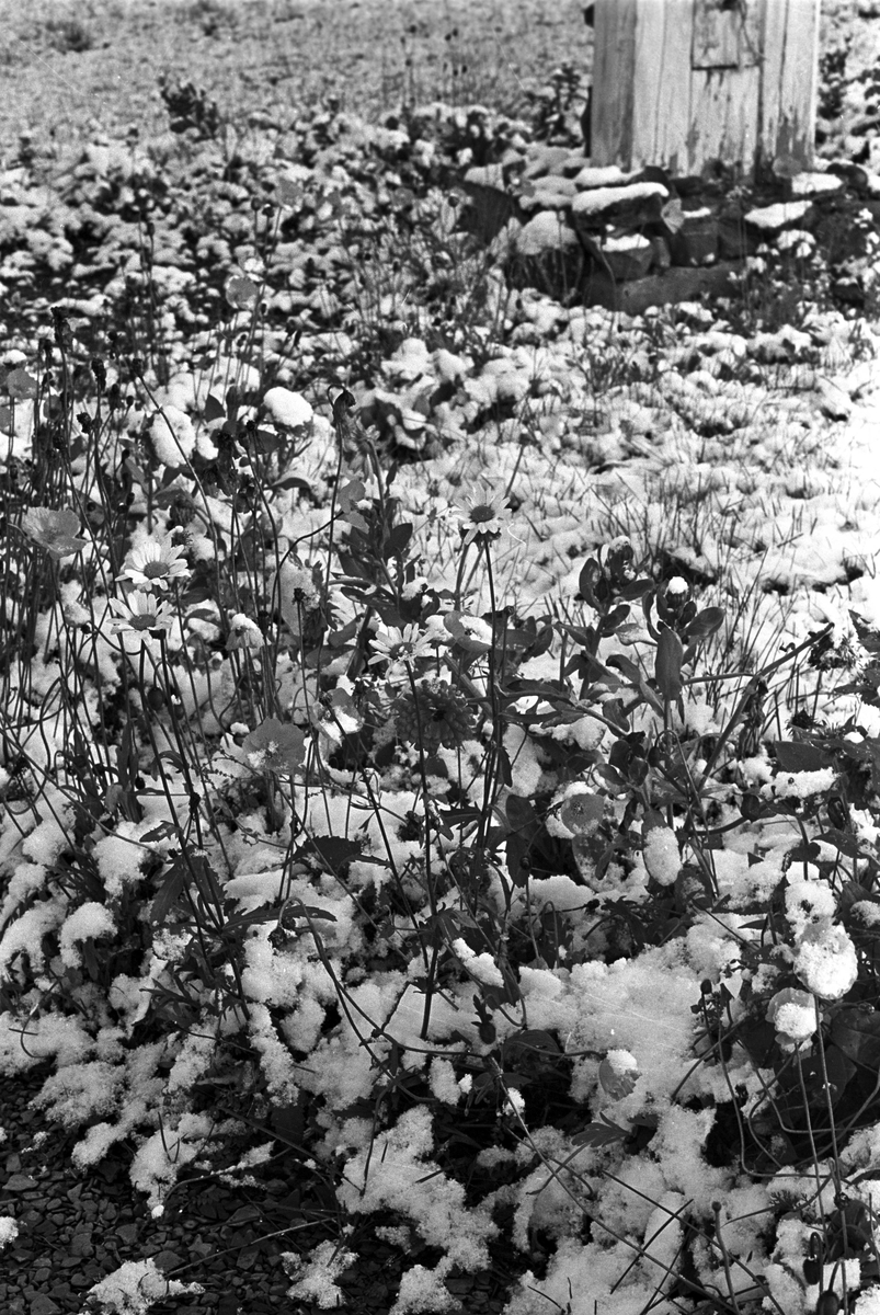 Serie. Uår i jordbruket i Tana, Finnmark. Fotografert sept. 1968.