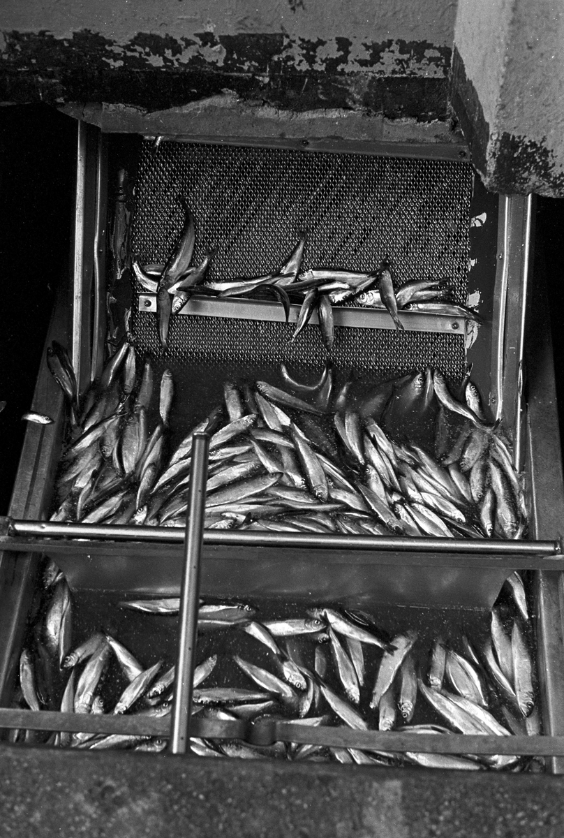 Serie. Fabrikkarbeidere og fabrikasjon på Bjelland Fabrikker, Stavanger. Fotografert aug. 1965. 