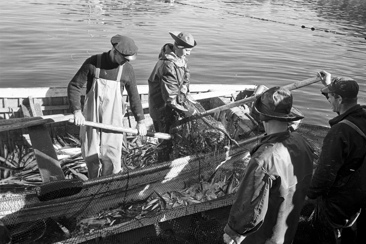 Serie. Brislingfiske i Hvervenbukta, Oslo.
Fotografert: 1961