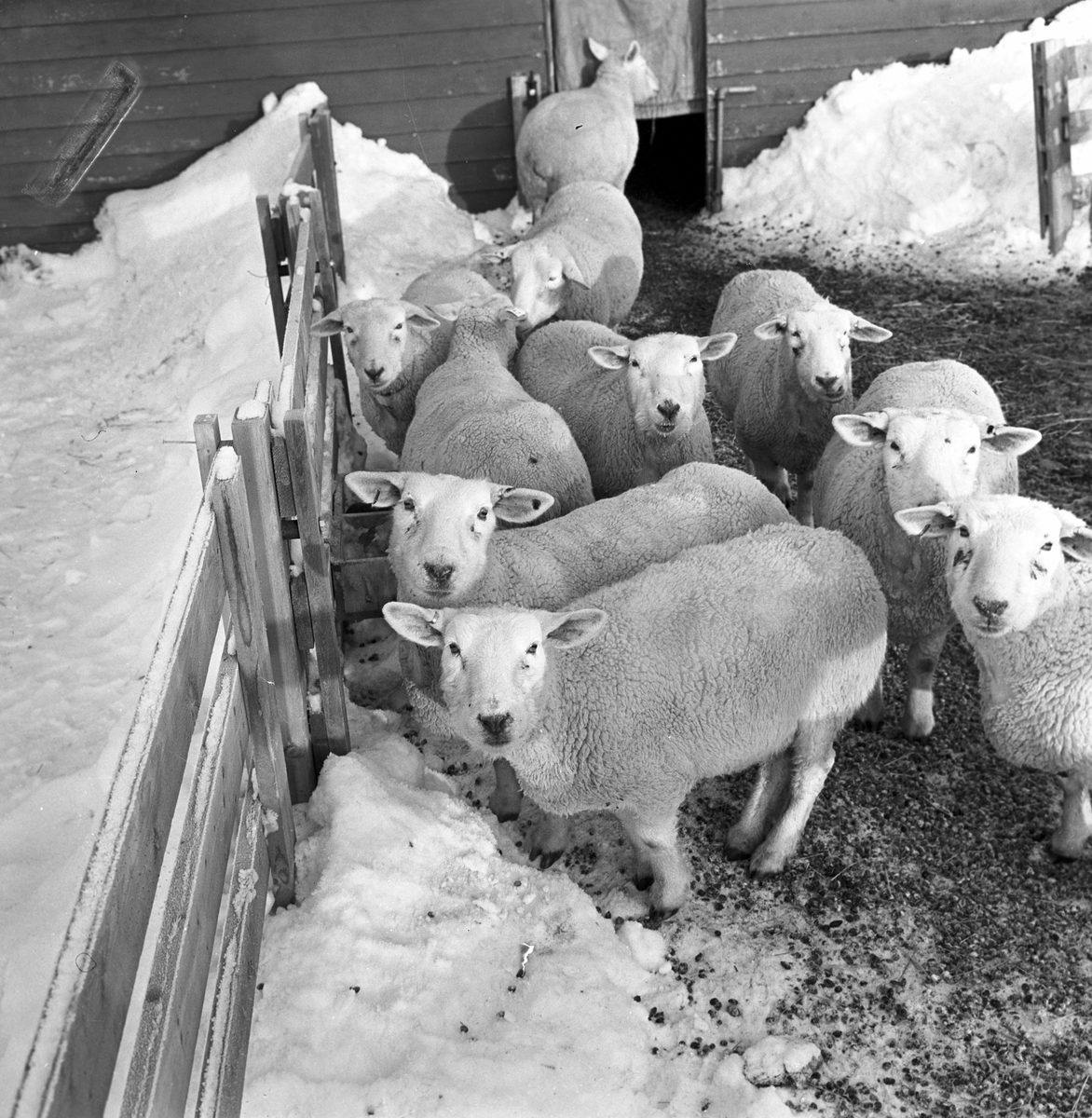 Serie. Sauer og griser på landbruksskolen i  Ås. Fotografert 20. jan. 1963.