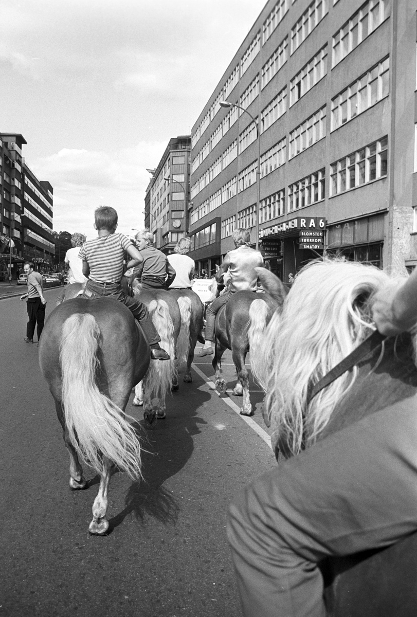 Serie. Cirkus Berny har dyreparade, med hester, sebraer og elefanter, gjennom Oslo. Fotografert august 1968.