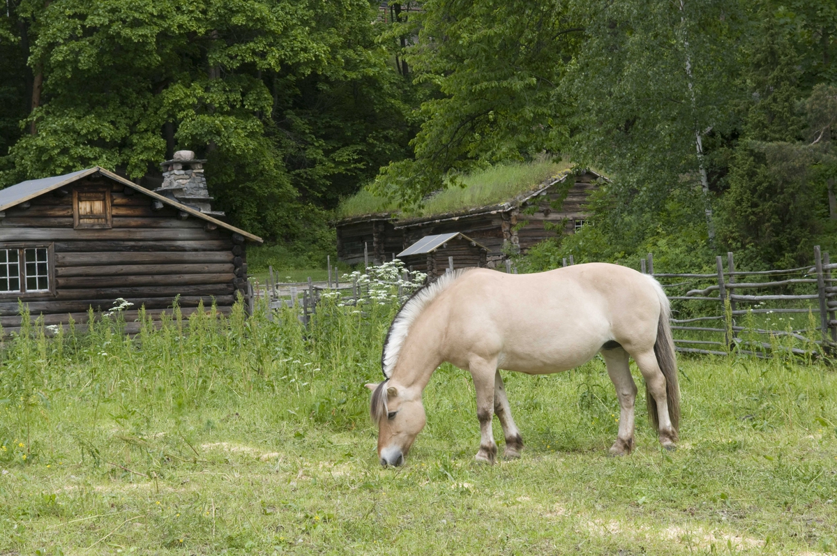 Thordis gresser på jordet ved Gudbandsdalen.