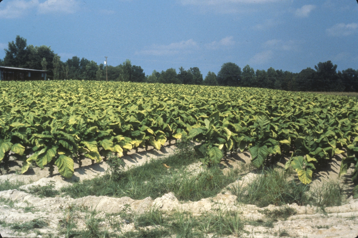 Åker med tobakksplanter. Produksjon av Lys Virginia pipetobakk ved tobakksplantasje. Foto fra bildeserie brukt i forbindelse med Tiedemanns Tobaksfabriks interne tobakkskurs i 1983.