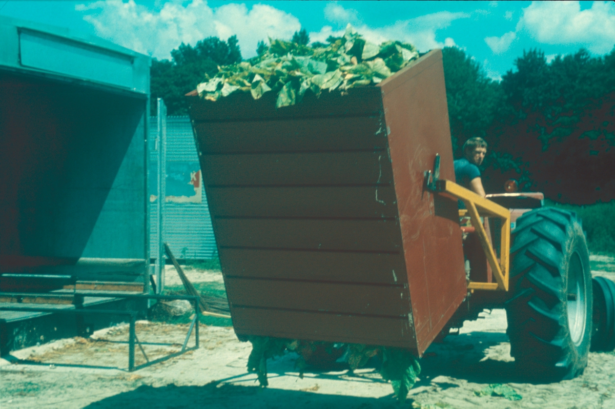 Tørking av tobakksplanter. Produksjon av Lys Virginia pipetobakk ved tobakksplantasje. Foto fra bildeserie brukt i forbindelse med Tiedemanns Tobaksfabriks interne tobakkskurs i 1983.