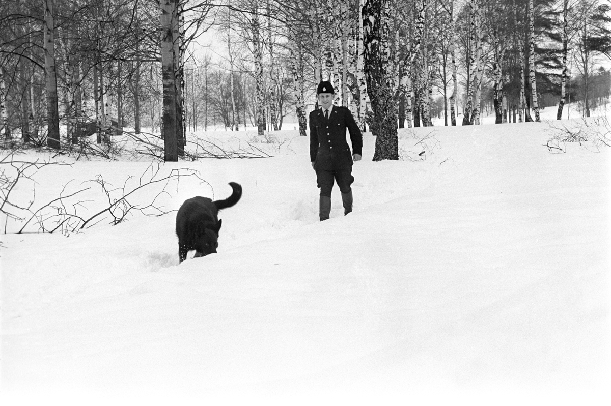 Politi med Schæferhund i ettersøkningen av en voldsforbryter i skogsområdet rundt Brannfjell i februar 1961.