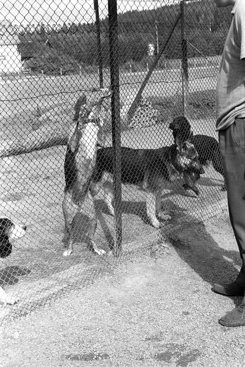 Hunder i luftegård på Standal Hundepensjonat i Hakadal, 10. august 1968.