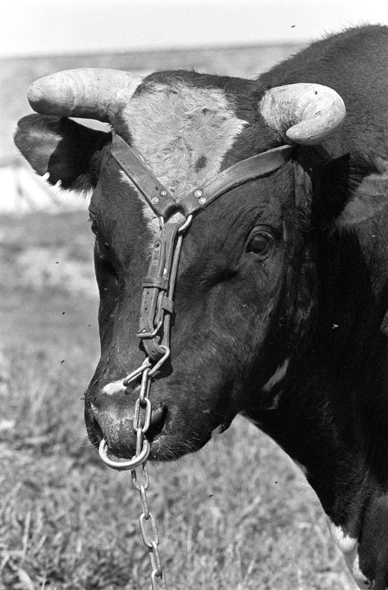 Okse, stut med ring i nesen på Statens okseavlsstasjon på Hamar 1967.